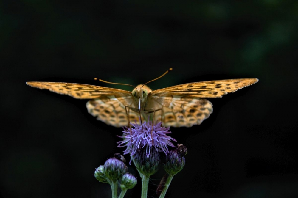 Joint 2nd-Butterfly by Karen Miller
